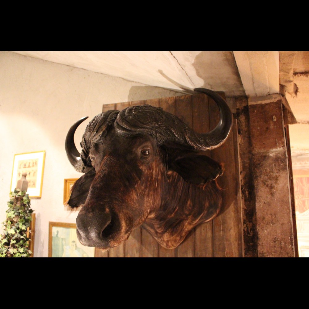 Trophée de Buffle